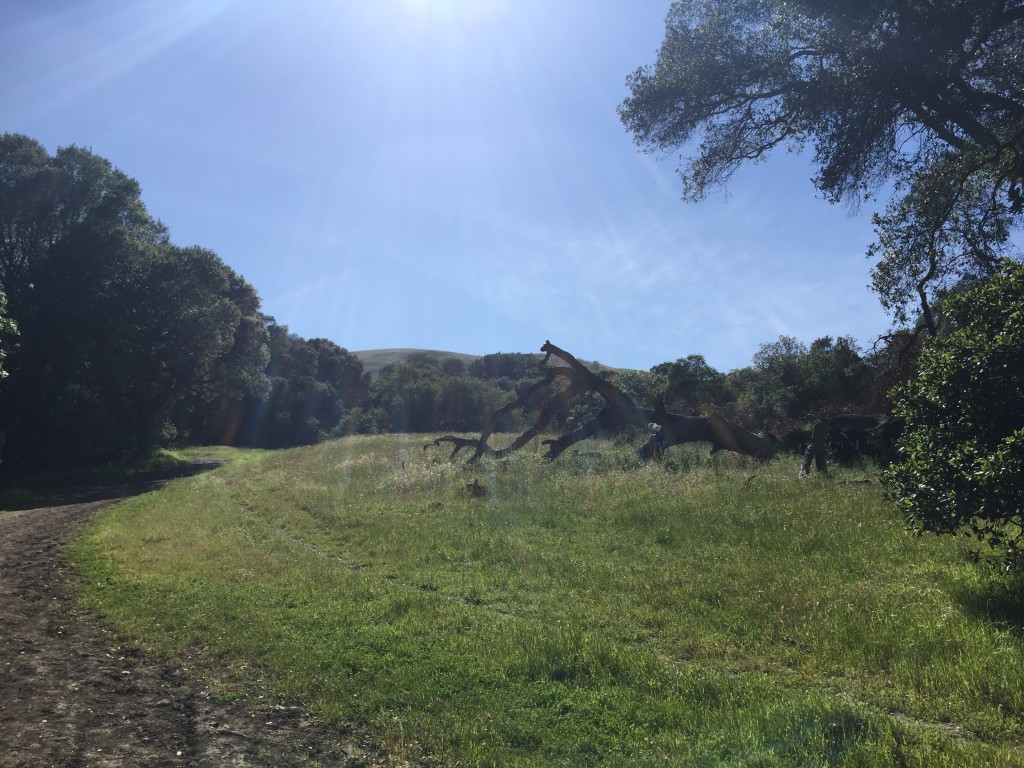 High Heat on Las Trampas trail, before the grass turned gold 